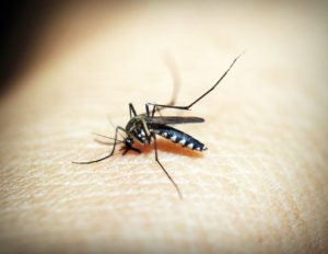 Read more about the article Dengue fever in hindi- डेंगू बुखार के कारण लक्षण और उपचार