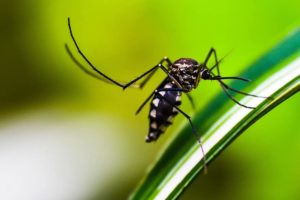 Malaria in Hindi - मलेरिया के लक्षण और बचाव