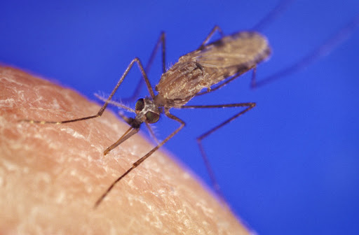  malaria in Hindi- मलेरिया के लक्षण और बचाव