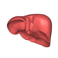 Read more about the article Liver cirrhosis in hindi लिवर सिरोसिस के लक्षण, निदान क्या है और कैसे होता है उपचार