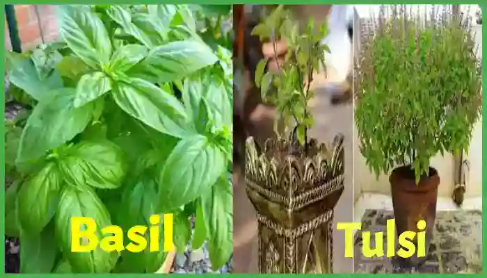 Basil and tulsi in hindi