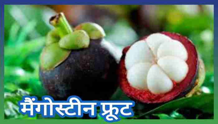 Mangosteen in Hindi मैंगोस्टीन फल के फायदे, खुराक और नुकसान