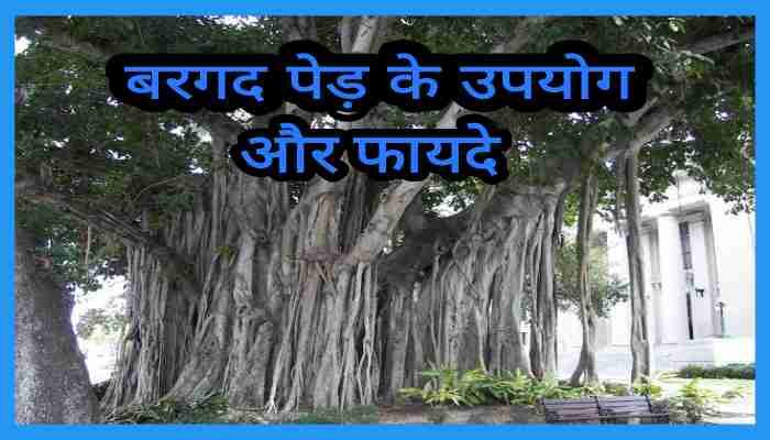 Banyan tree in Hindi बरगद पेड़ के उपयोग फायदे और नुकसान