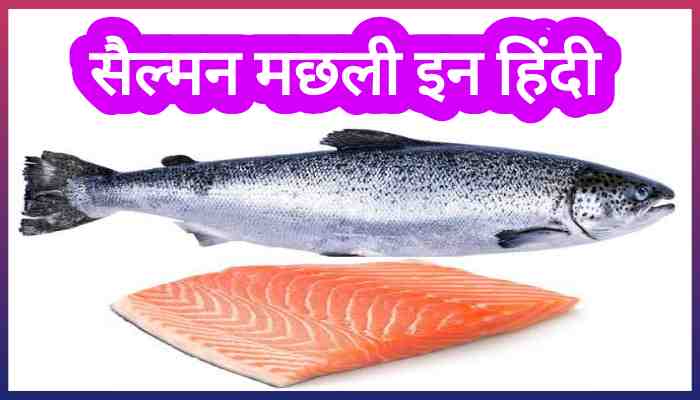 Salmon fish in Hindi सालमन मछली के फायदे प्रकार पकाने का तरीका और नुकसान