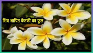Ketki ka phool kaisa hota hai केतकी का फूल और इसकी रोचक कहानियां